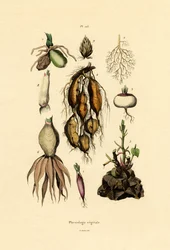 Plants